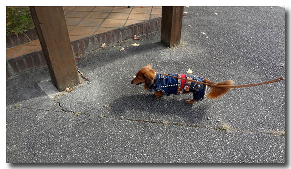 20130403225249.jpg