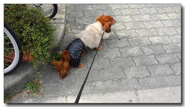 20130305222209.JPG