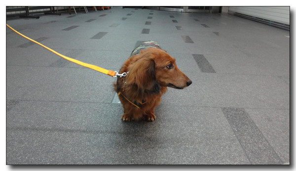 20130313203205.JPG