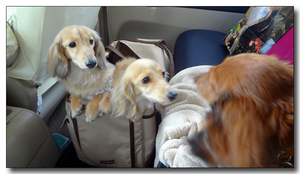 20130428064843.JPG
