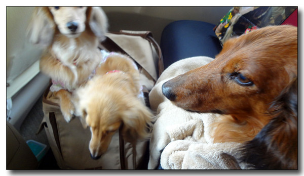 20130428064844.JPG