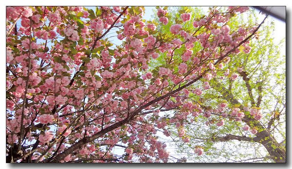 20130429182617.JPG