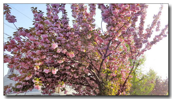 20130429182618.JPG