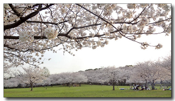 20130407015348.JPG 20130407015348.JPG