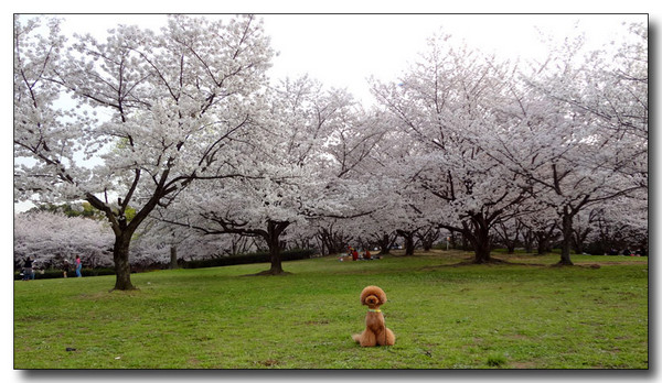 20130407015351.JPG 20130407015351.JPG