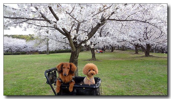 20130407015422.JPG 20130407015422.JPG