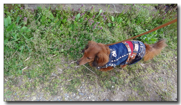 20130418183715.JPG