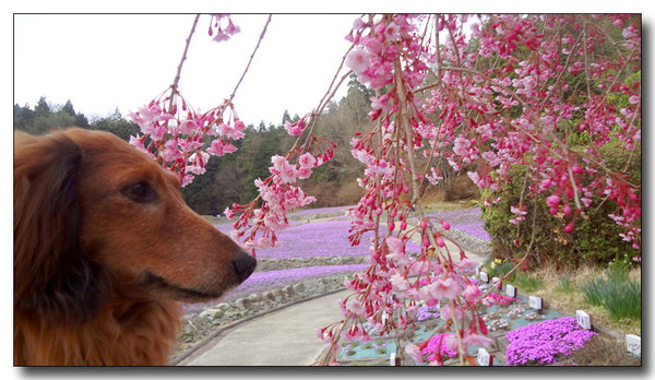 20130419152555.JPG