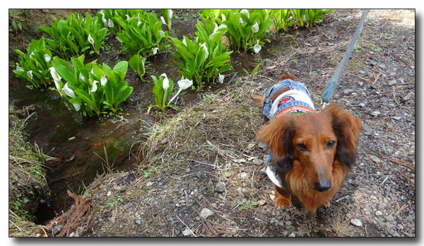 20130419172434.JPG