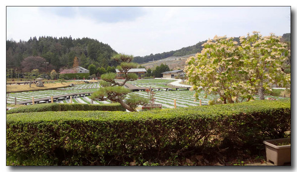 20130419175240.JPG