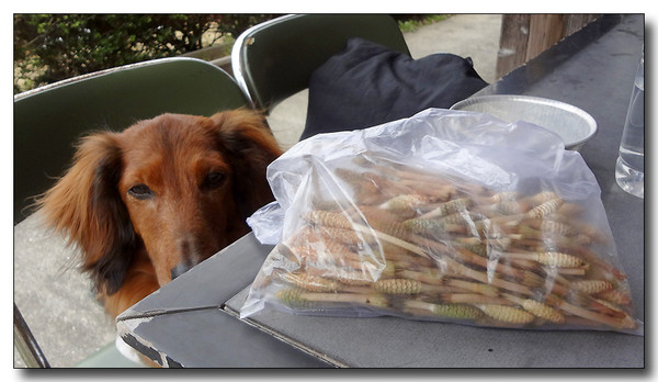 20130419175241.JPG