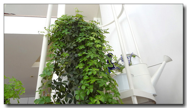 20130612165914.JPG