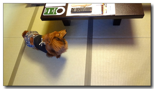 20130529173239.JPG