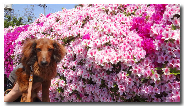 20130604084909.JPG