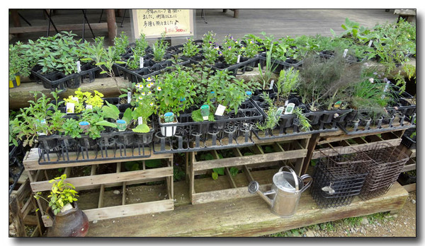 20130620135220.JPG