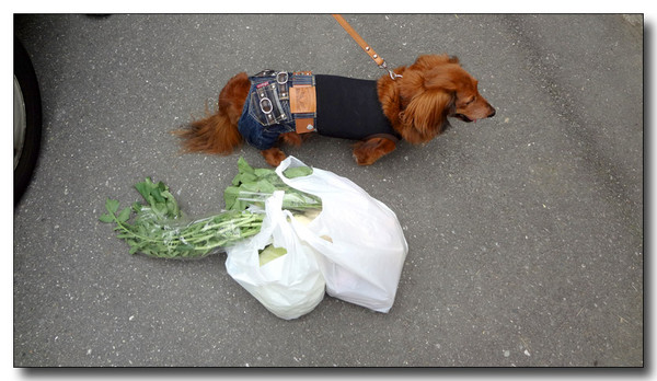 20130626091703.JPG