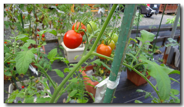 20130731145617.JPG