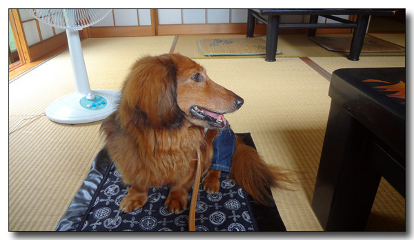 20130731184552.JPG