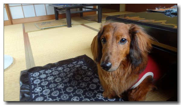 20130731184554.JPG