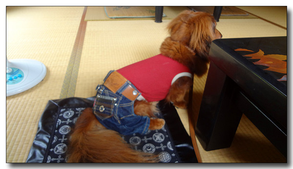 20130731184555.JPG