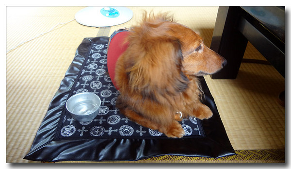 20130731185344.JPG
