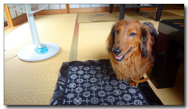 20130731185345.JPG