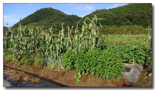 20130902203614.JPG