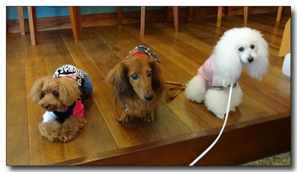 20131102174215.JPG