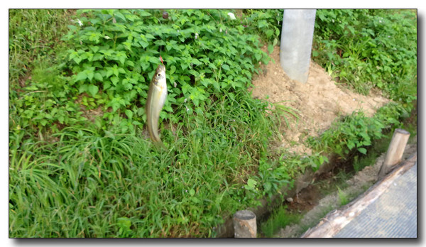 20130925065600.JPG