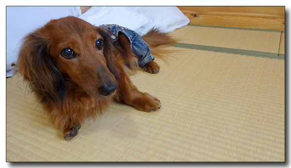 20131003111011.JPG