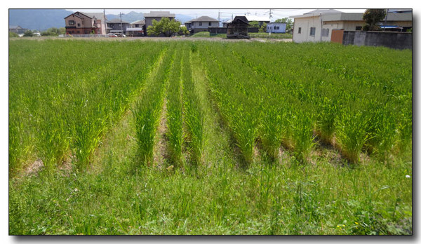 20140516015357.JPG