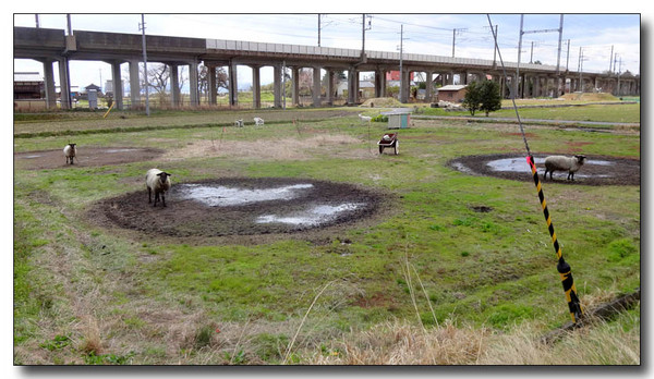 20140420074458.JPG