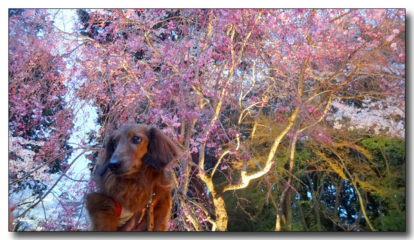 20140423104601.JPG