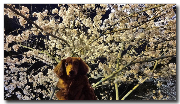 20140423110400.JPG