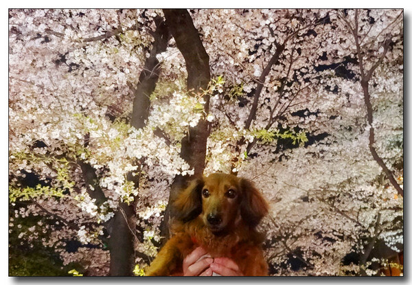 20140424002014.JPG
