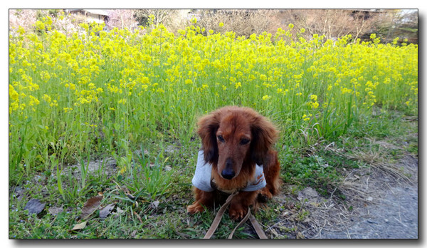 20150412172750.JPG