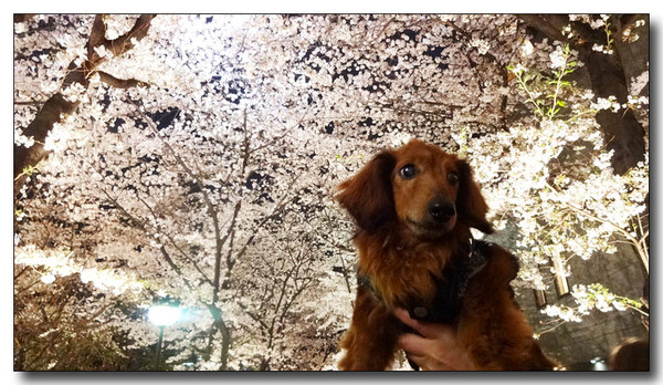 20150423083921.JPG