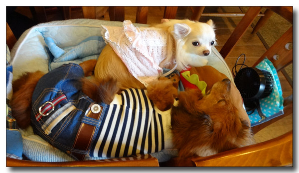 20150729075513.JPG