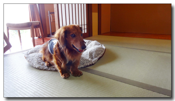 20150731153759.JPG