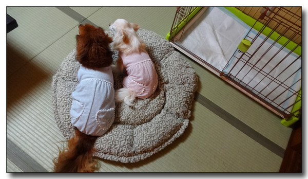 20150731181130.JPG