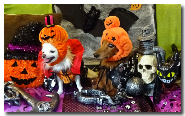 20151230162445.JPG