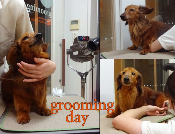 grooming.jpg
